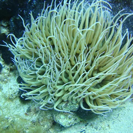 Ktima Alexandros Потос