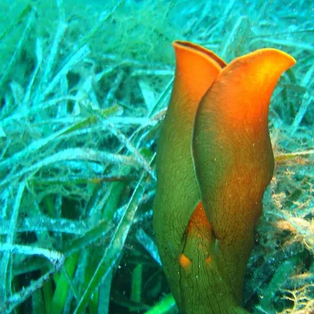 Вилла Ktima Alexandros Потос