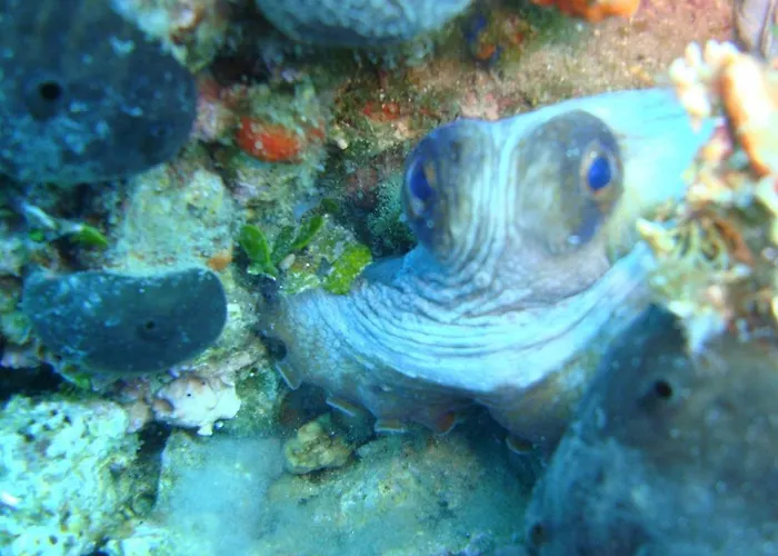 Ktima Alexandros 别墅 波托什