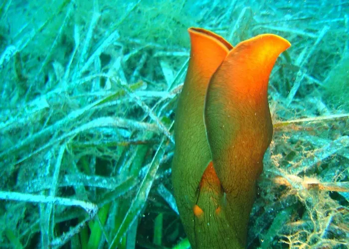 别墅 Ktima Alexandros 波托什